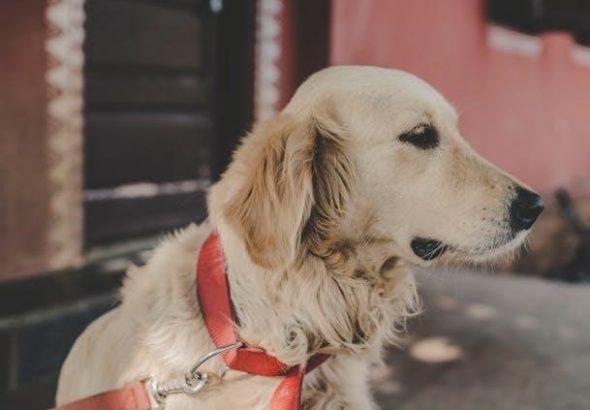 pexels-photo-14920227