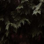 pexels-photo-36039041