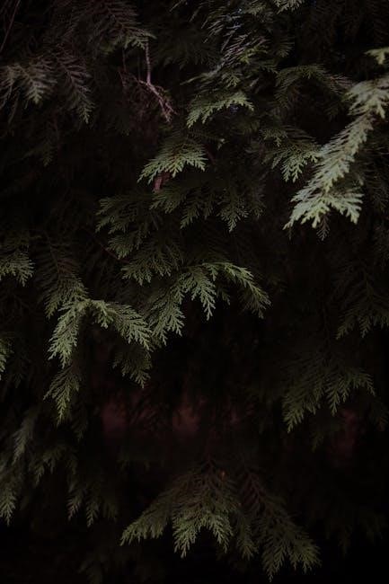 pexels-photo-36039041